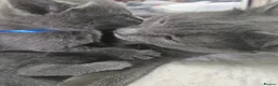 Russian Blue cats for sale: Blue Russian Kittens - Advert 14