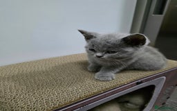 British Shorthair cats for sale: Beautiful British shorthair kittens - Image 10