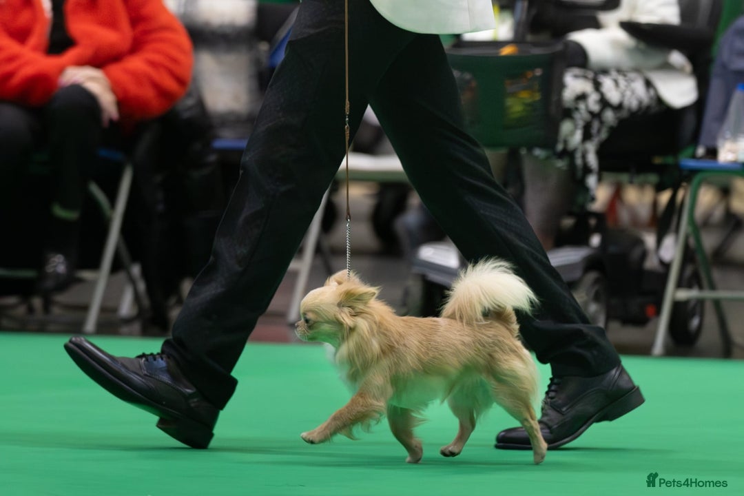 Chihuahua dogs for sale: Exquisite Chihuahua puppies - Image 7