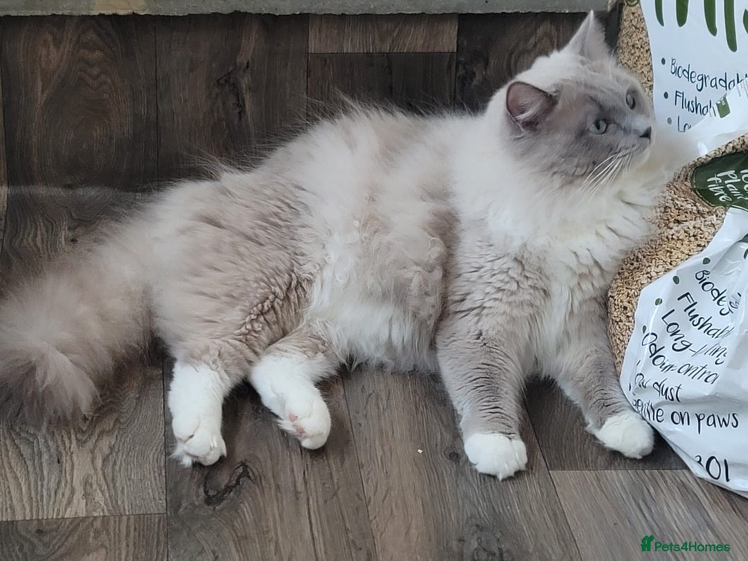 Ragdoll cats for sale: Rare Mink and blue mitted Ragdoll kittens  - Image 4