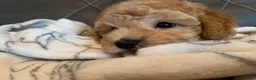 Toy Poodle dogs for sale: Toy poodle puppies  - Advert 16