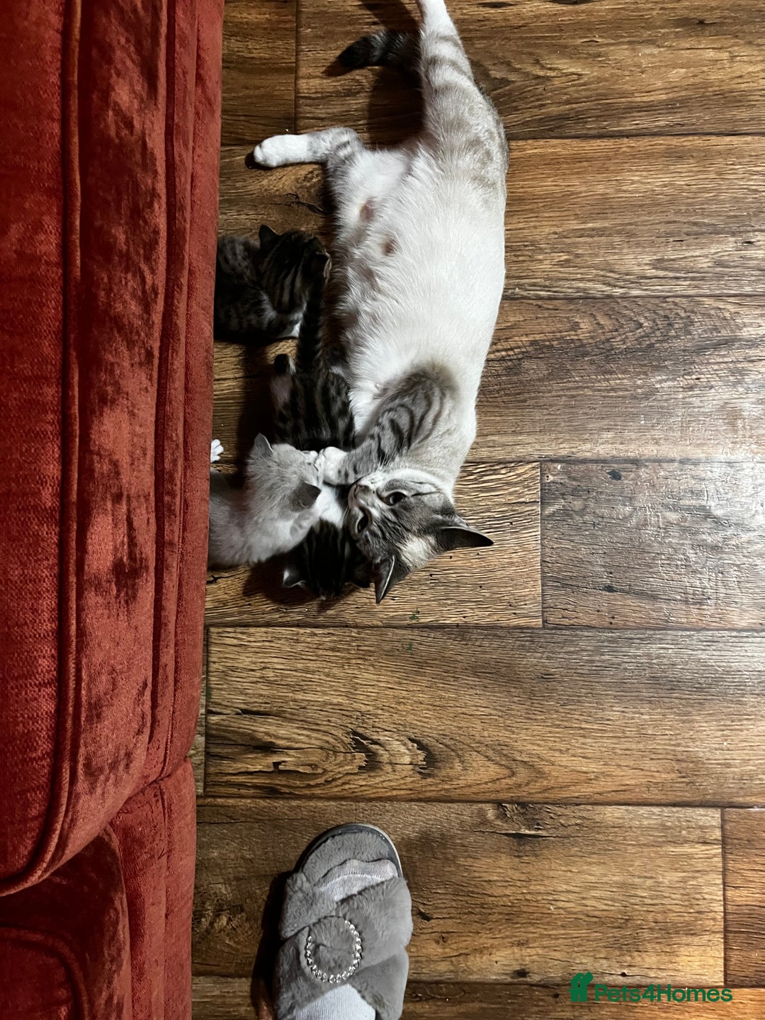 Mixed Breed cats for sale: Kittens for sale - Image 5