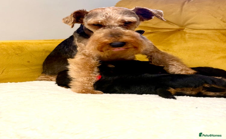 Welsh Terrier dogs - Advert 1