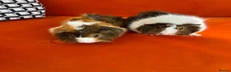 Guinea Pig rodents for sale: 4months, female, inc cage & accessories - Advert 1
