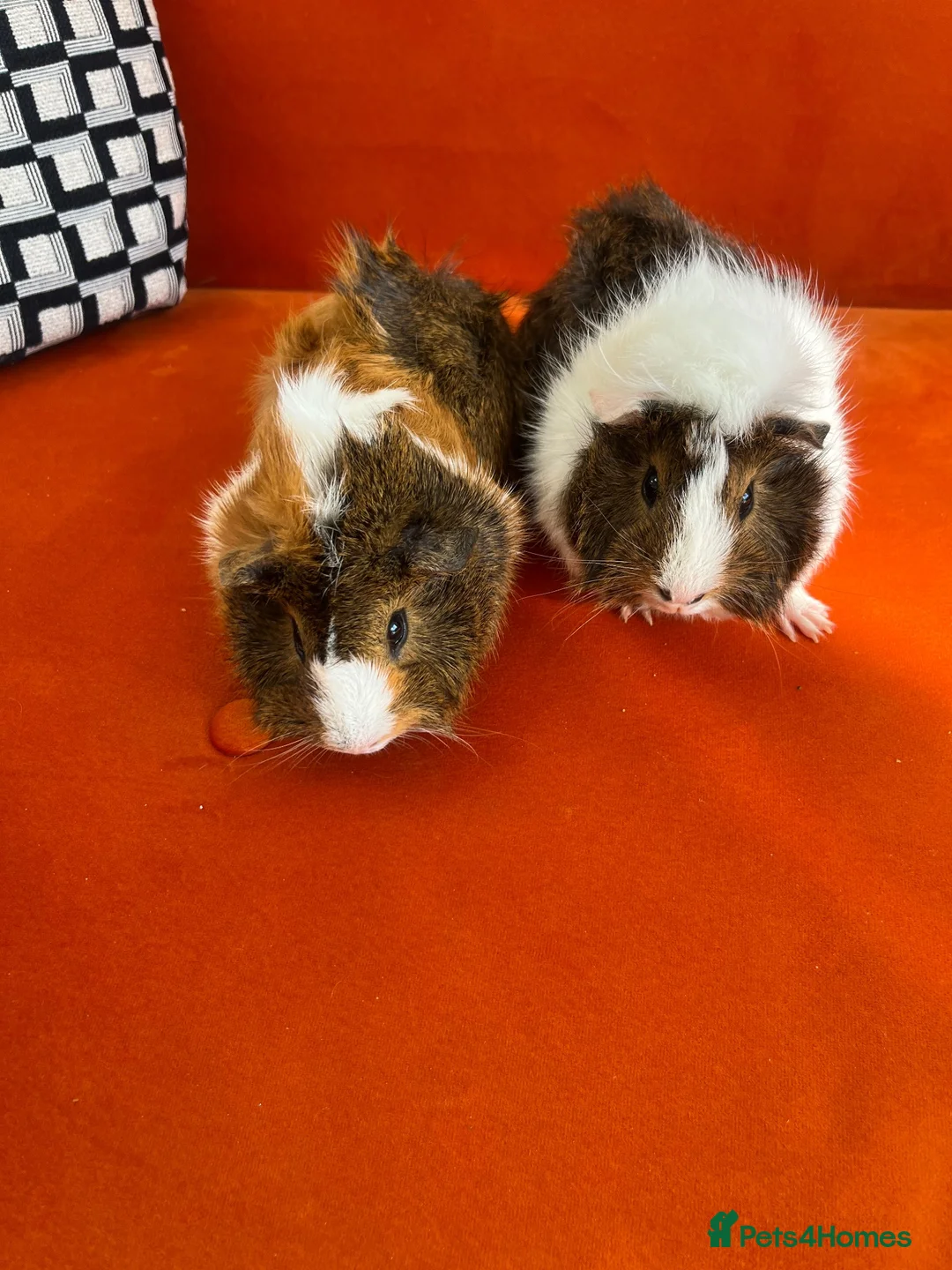 Guinea Pig rodents for sale: 4months, female, inc cage & accessories - Advert 1