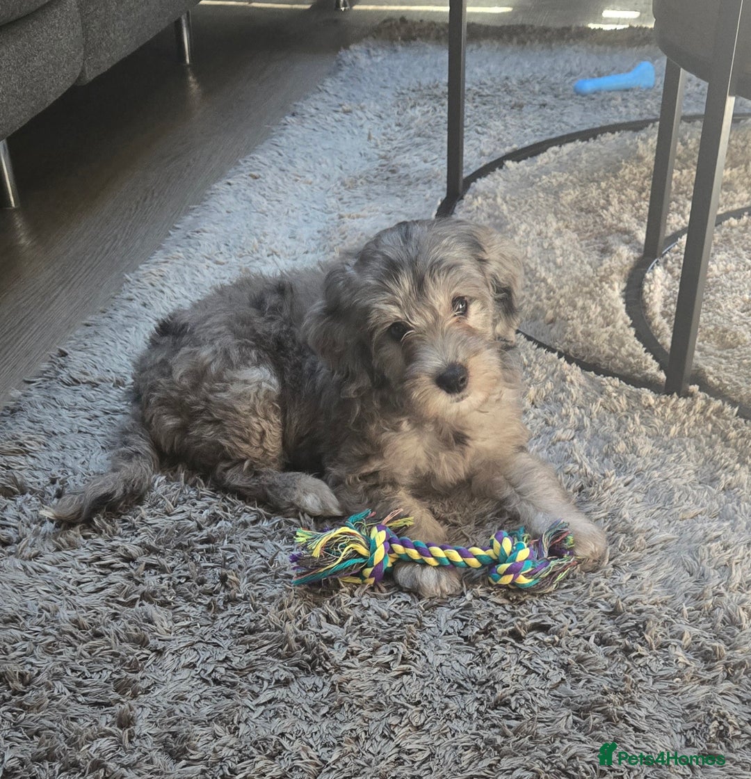 Cockapoo dogs for sale: ✨️ Cockapoo girl available now ✨️ - Image 2