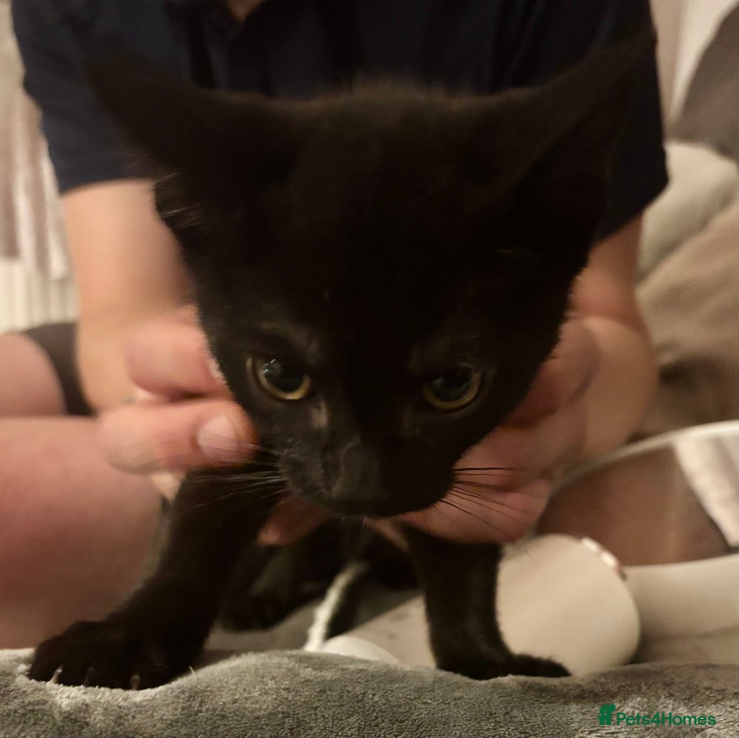 Domestic Shorthair cats for sale: 2 Female Kittens  - Image 16