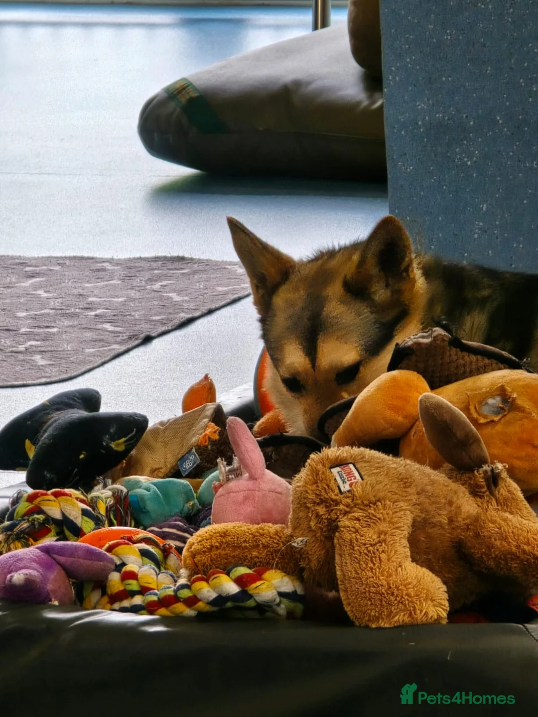 German Shepherd dogs for adoption: Sweet Kinga looking for LOVE  in Salisbury - Advert 6