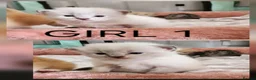 Mixed Breed cats for sale: Ragcoons - Advert 2