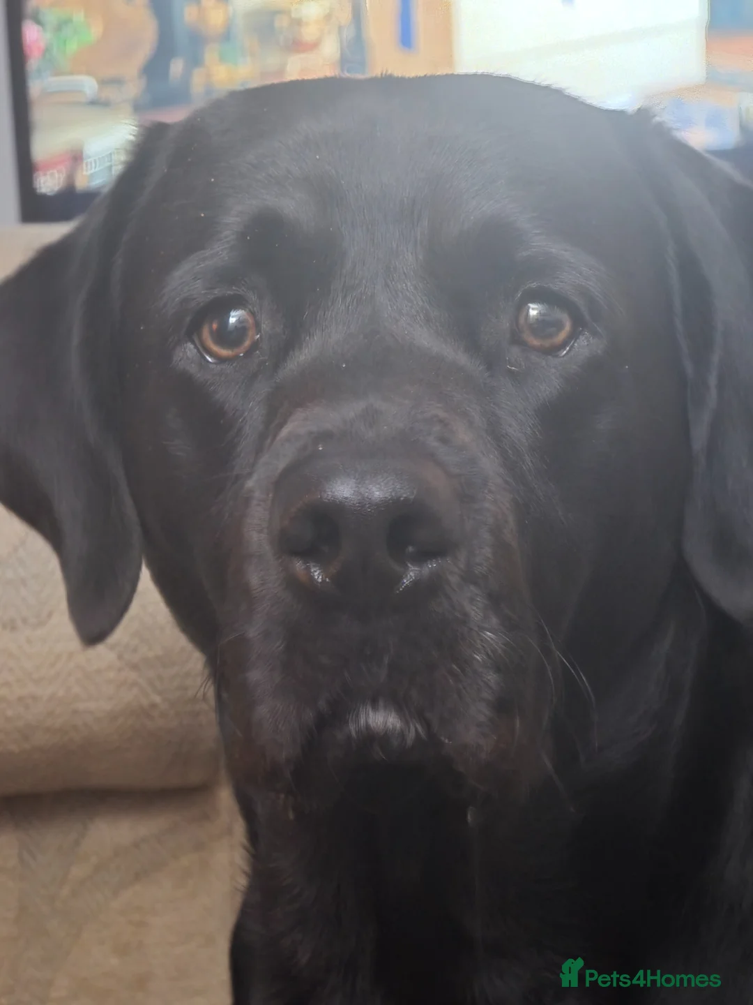 Labrador Retriever dogs for stud: Sabo fully health tested working and proven. - Advert 2