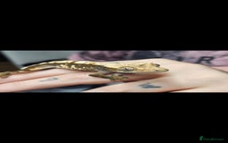 Gecko reptiles for sale: Crested gecko  - Image 2