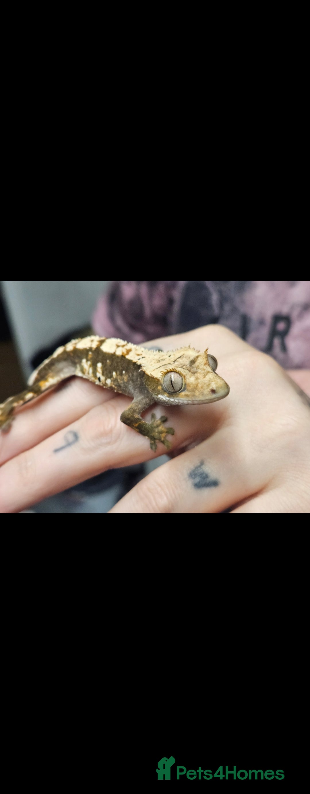 Gecko reptiles for sale: Crested gecko  - Image 2