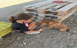 Mixed Breed dogs for adoption: Mickey – The Sweetest Small Shadow Companion - Advert 14