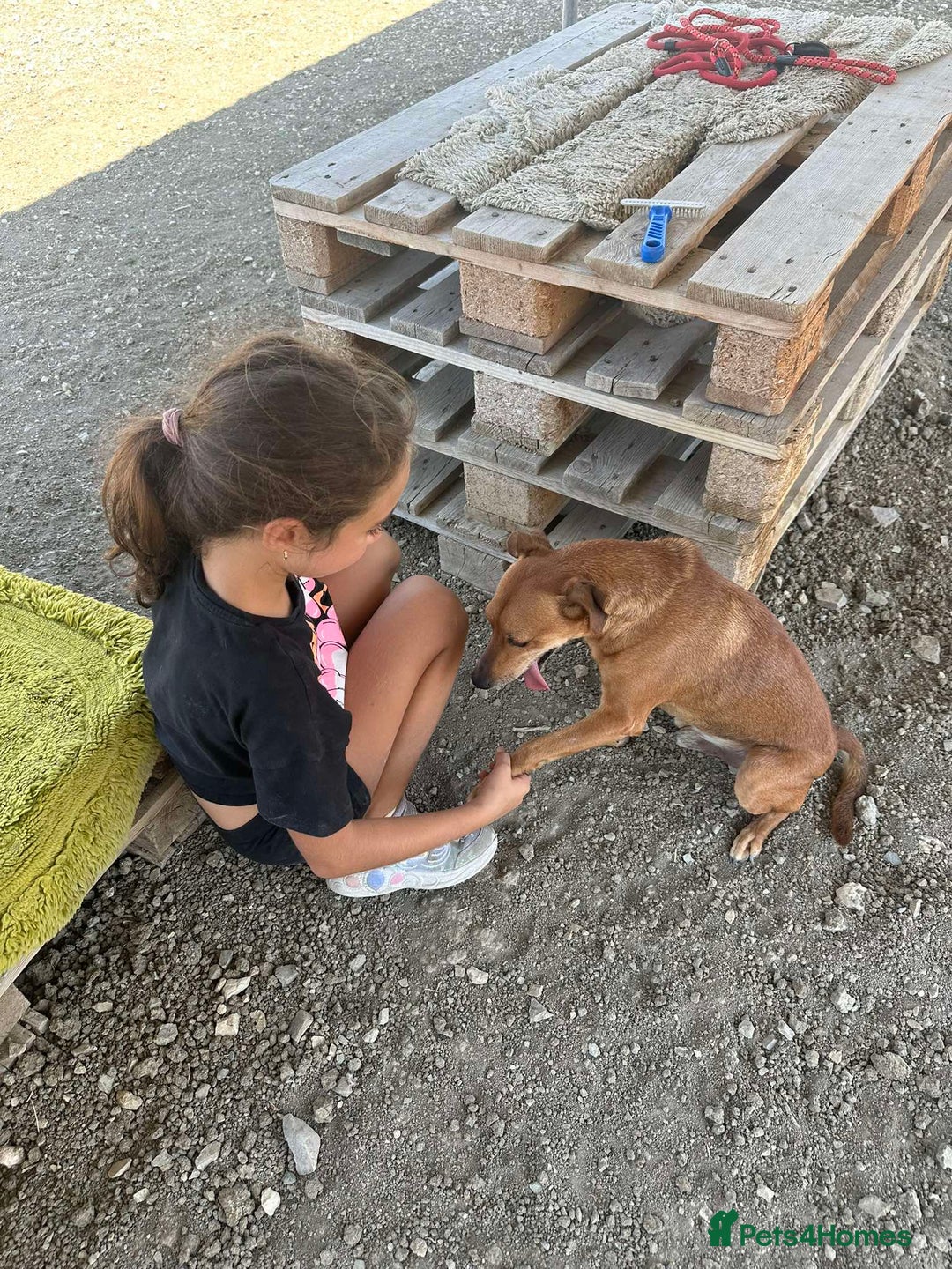 Mixed Breed dogs for adoption: Mickey – The Sweetest Small Shadow Companion - Advert 14