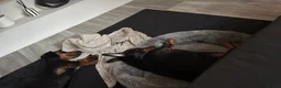 Dachshund dogs for sale: Meet Milo Black and Tan dachshund  in Ramsgate - Advert 2
