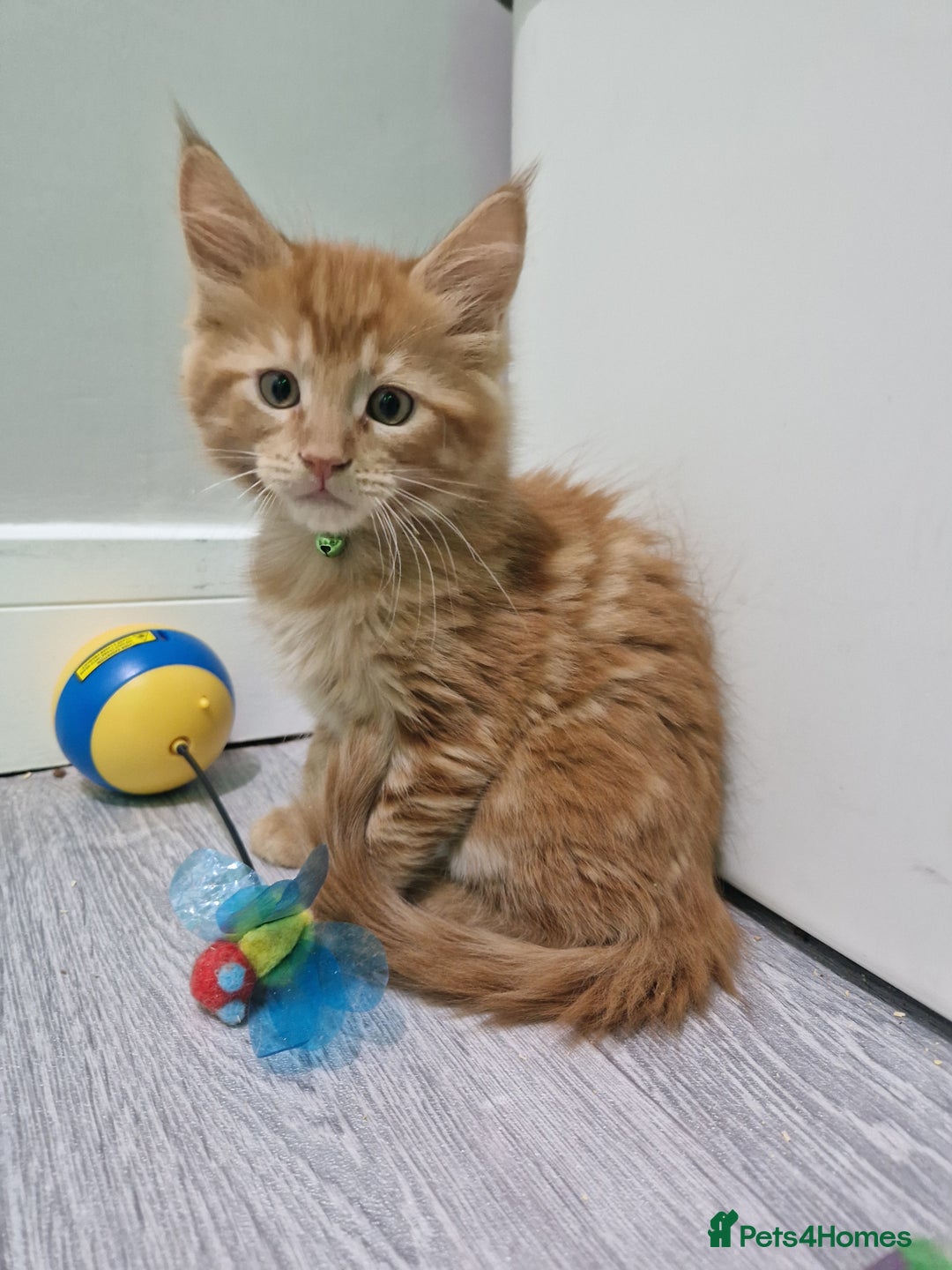 Maine Coon cats for sale: 2 Maine Coon Kittens  - Advert 19