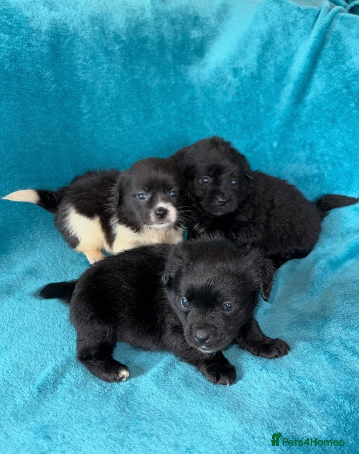Mixed Breed dogs 3 CockerJack x Pomeranian Puppies - Advert 8
