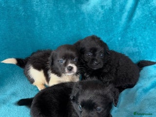 Mixed Breed dogs 3 CockerJack x Pomeranian Puppies - Advert 1