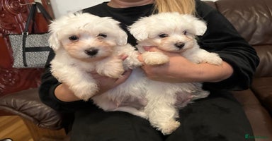Mixed Breed dogs - Advert 4