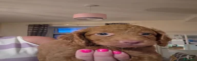 Cockapoo 2