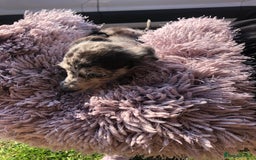 Mixed Breed dogs for sale: BEDDIPOO pups 1/2 bedlington 1/2 poodle  - Image 9