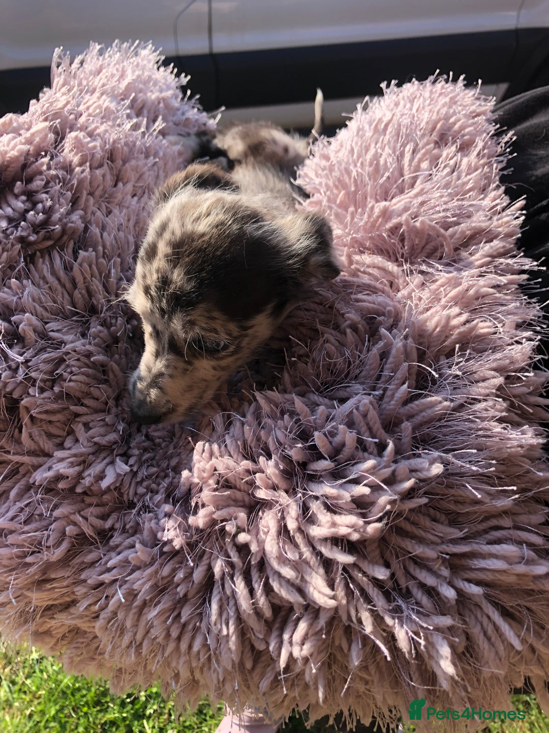 Mixed Breed dogs for sale: BEDDIPOO pups 1/2 bedlington 1/2 poodle  - Image 9