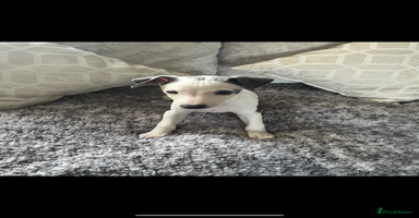 Whippet dogs - Advert 9