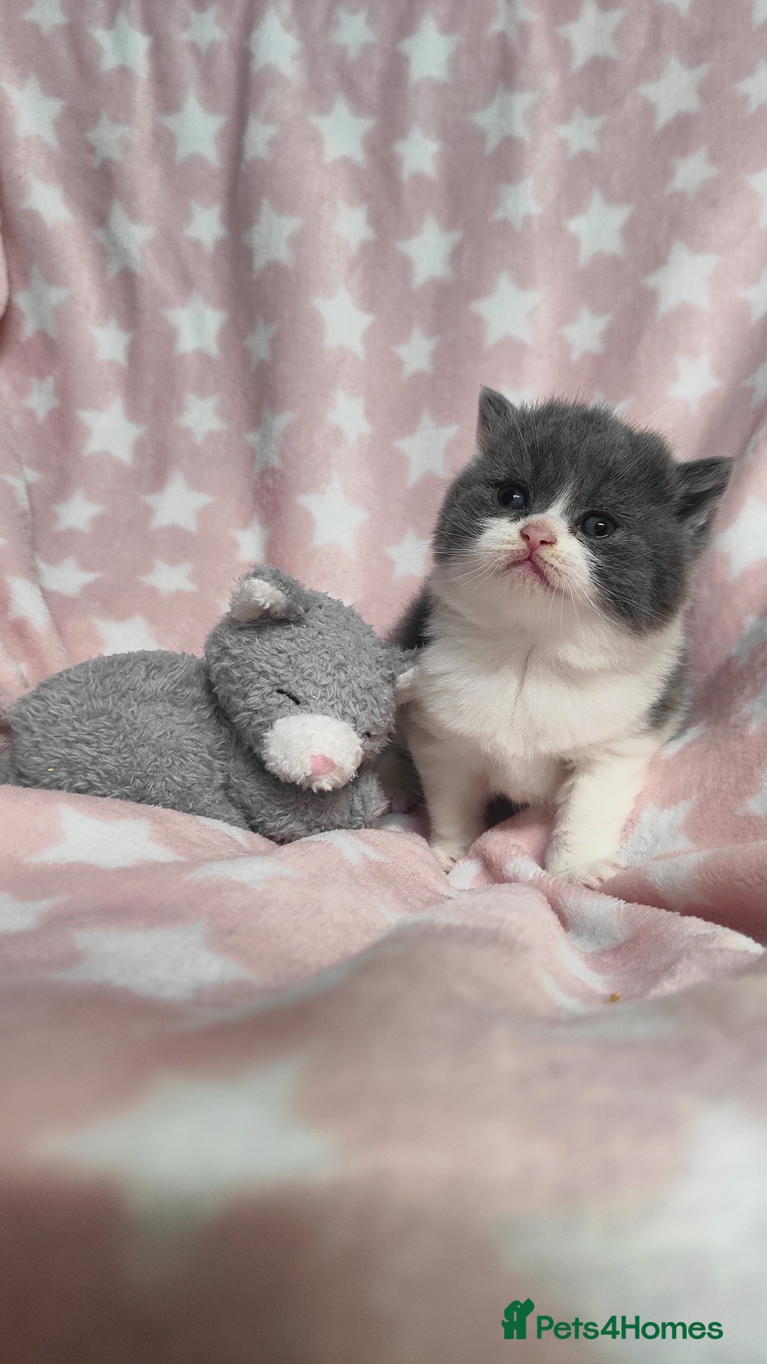 British Shorthair cats for sale: GCCF REGISTERED CHUNKY BRITISH SHORTHAIR KITTENS - Advert 19