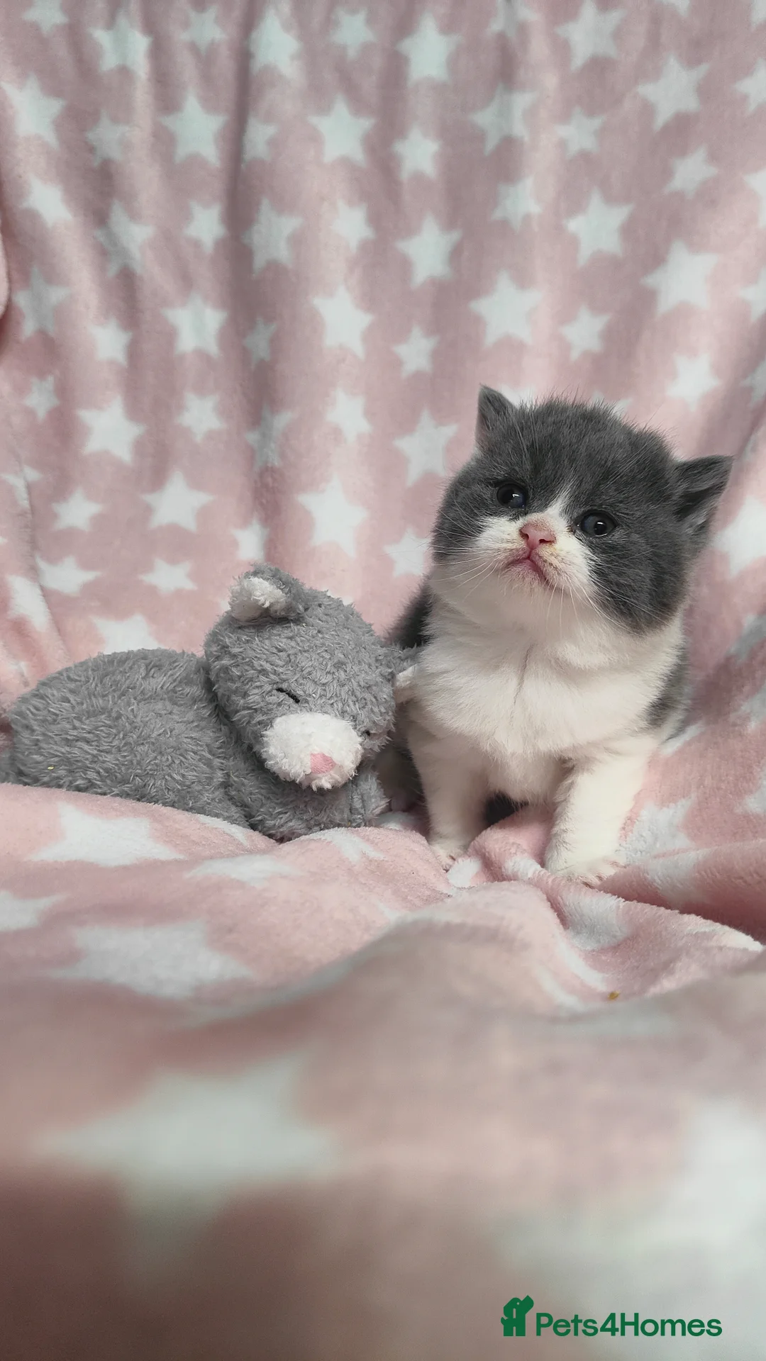 British Shorthair cats for sale: GCCF REGISTERED CHUNKY BRITISH SHORTHAIR KITTENS - Advert 19