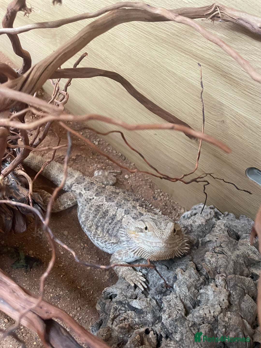 Bearded Dragon reptiles for sale: Beared dragon with full set up  - Advert 5