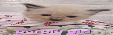 Ragdoll Kitten purple girl 