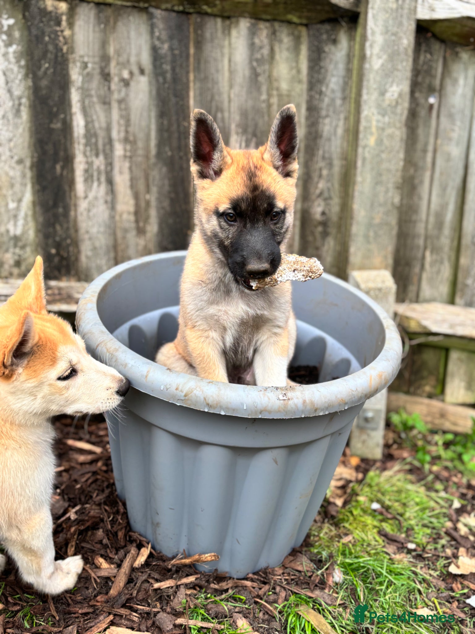 Shepsky dogs Shepsky male puppies  - Advert 1