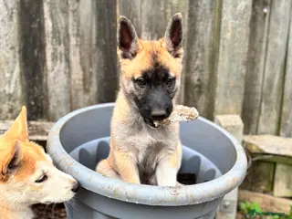 Shepsky dogs Shepsky male puppies - Advert 1