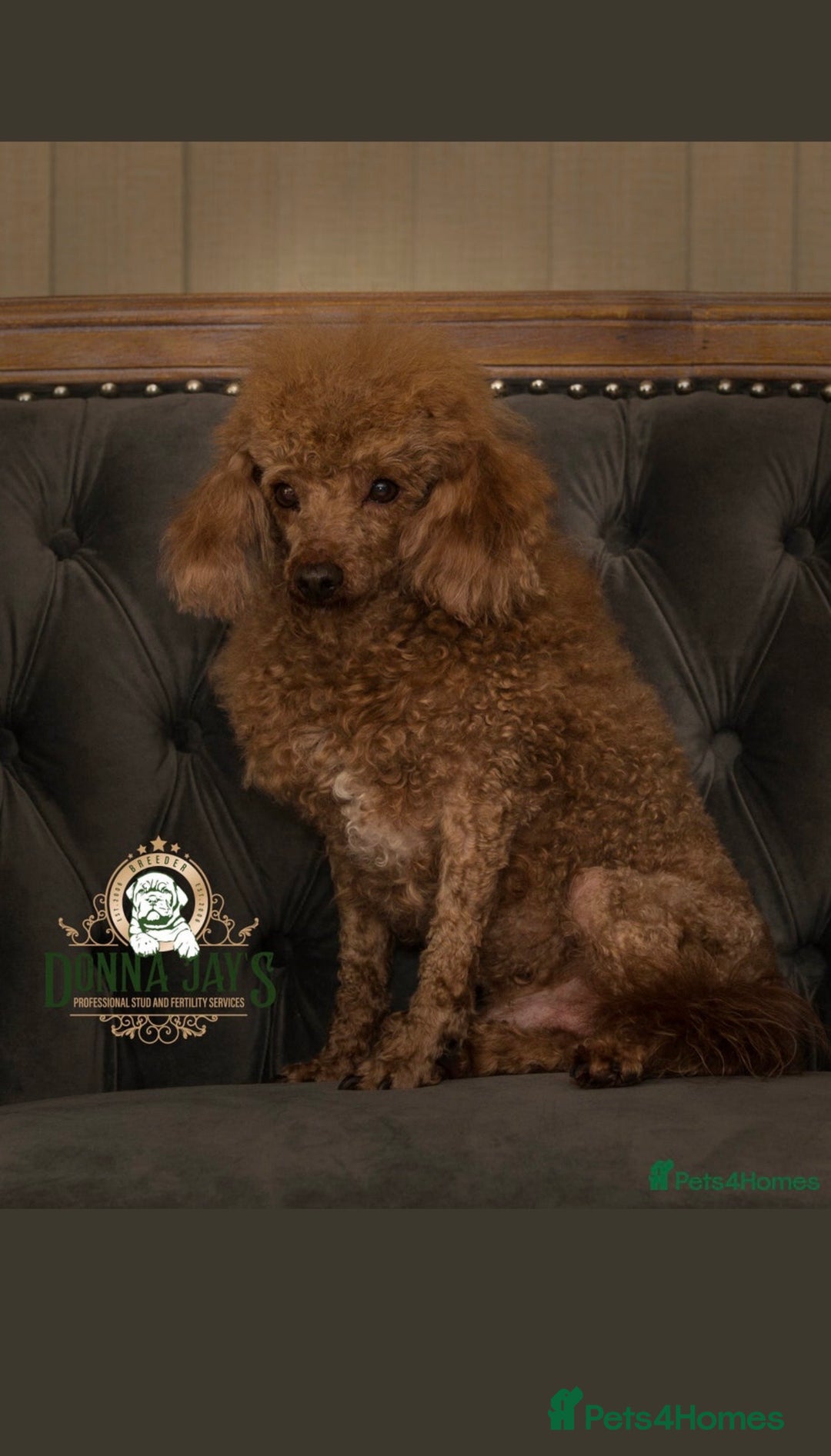 Toy Poodle dogs for sale: Beautiful toy poodles  - Advert 12
