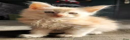 Maine Coon cats for sale: 6 Maine Coon kittens for sale  - Advert 6