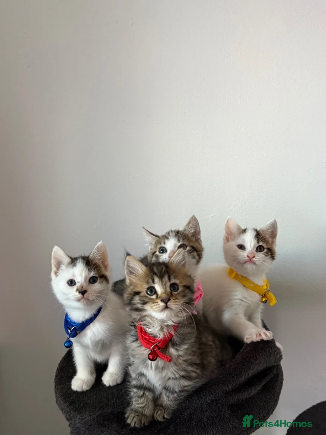 Ragcoon cats for sale: RAGCOONS ragdoll mainecoons - Advert 1