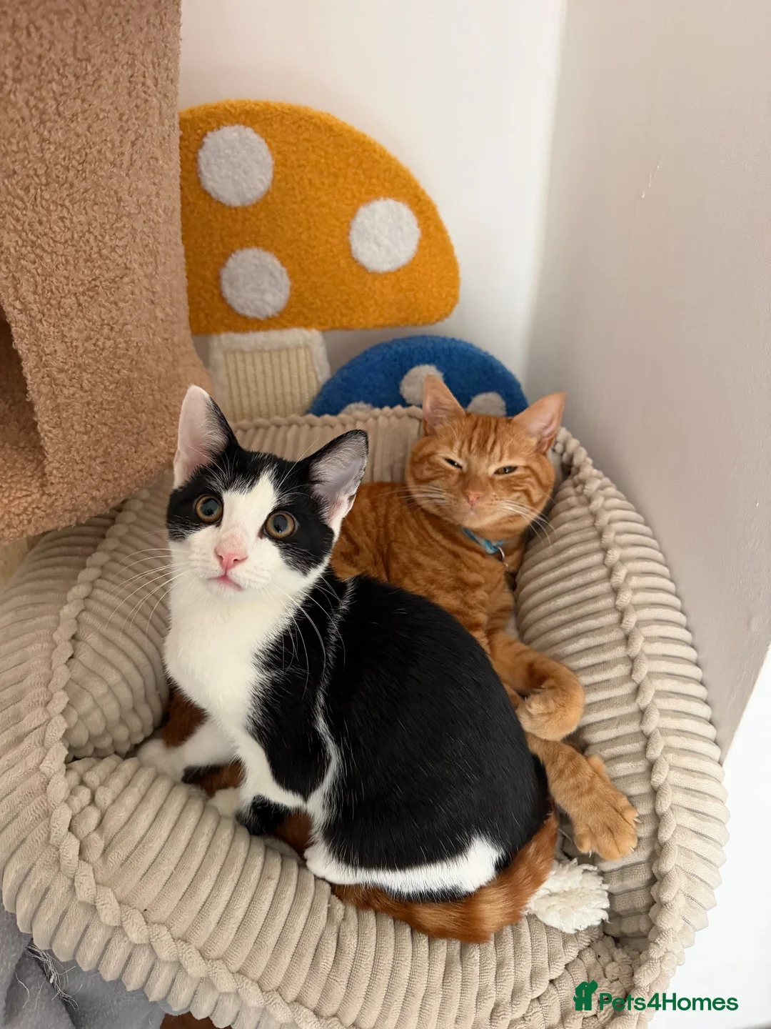 Domestic Shorthair cats for sale: Kitten for rehoming  in Chesterfield - Advert 4