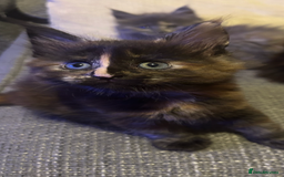 Maine Coon cats for sale: 5 beautiful maine coones  - Image 4