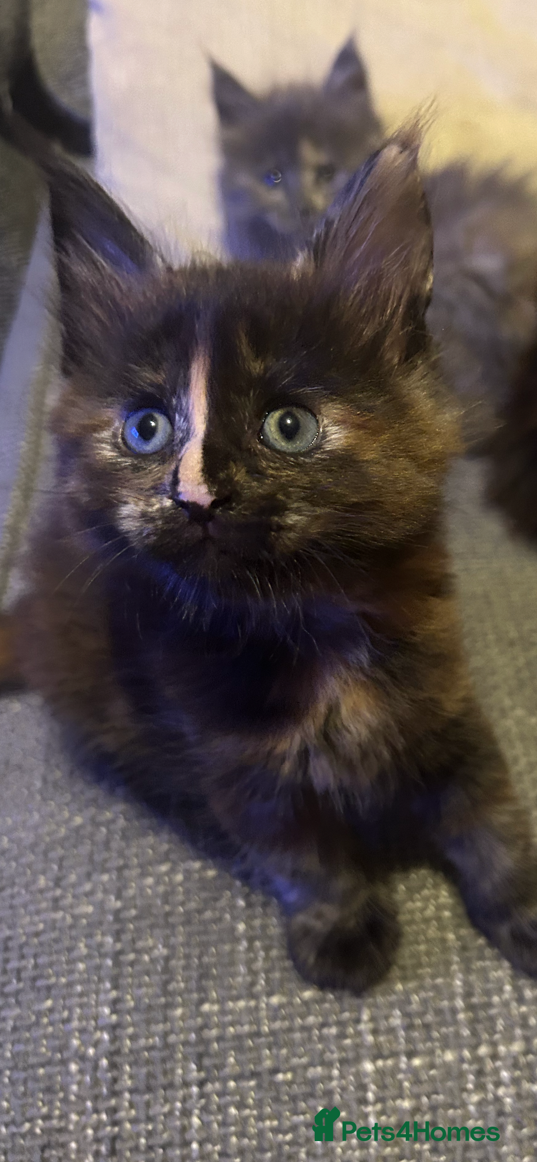 Maine Coon cats for sale: 5 beautiful maine coones  - Image 4
