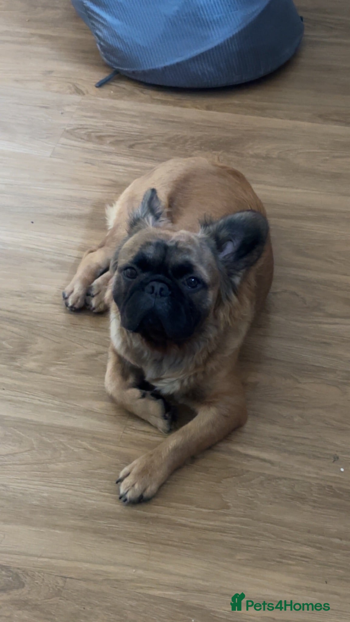 French Bulldog dogs Fluffy frenchie  - Advert 1