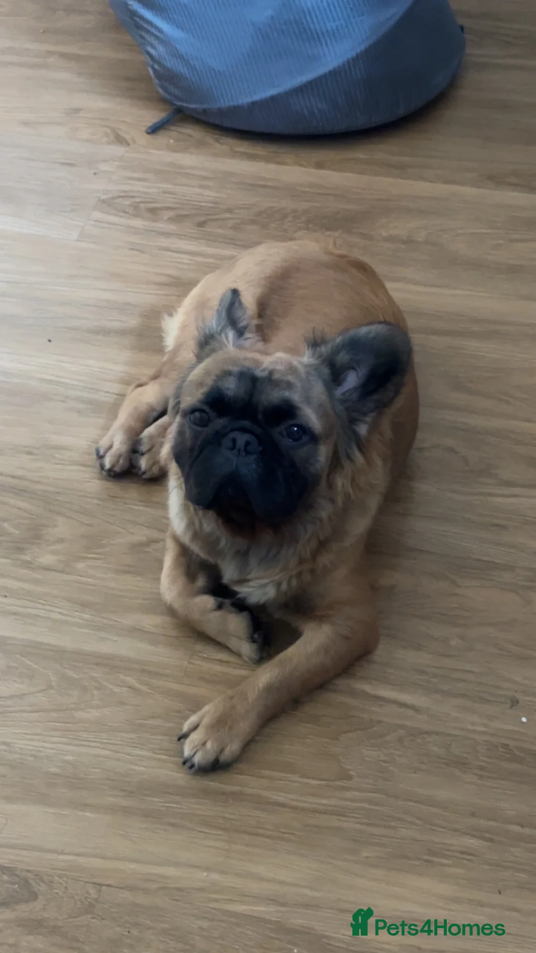 French Bulldog dogs for sale: Fluffy frenchie  in Chelmsford - Advert 1