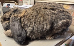 French Lop rabbits for sale: Agouti Adult French Lop Doe - Image 2