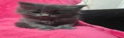 Mixed Breed cats for sale: Dad full maine coons and mum mixed ragdoll - Advert 5