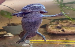 Other/Mixed Breed fish for sale: 3 x male Axolotl available. Wild / Dalmatian  - Image 2
