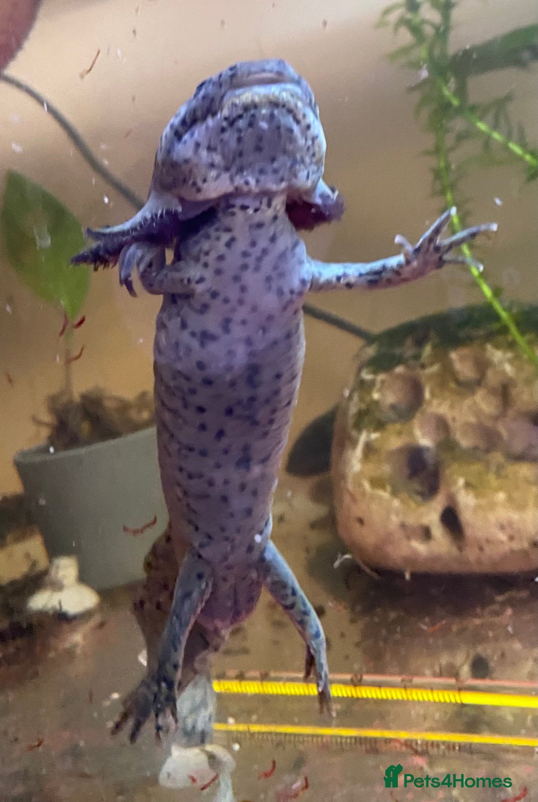 Other/Mixed Breed fish for sale: 3 x male Axolotl available. Wild / Dalmatian  - Image 2