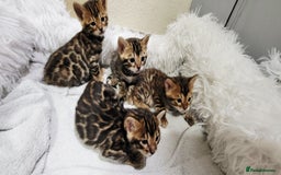 Bengal cats for sale: Pedigree,  TICA, loving, luxurious bengals - Advert 6