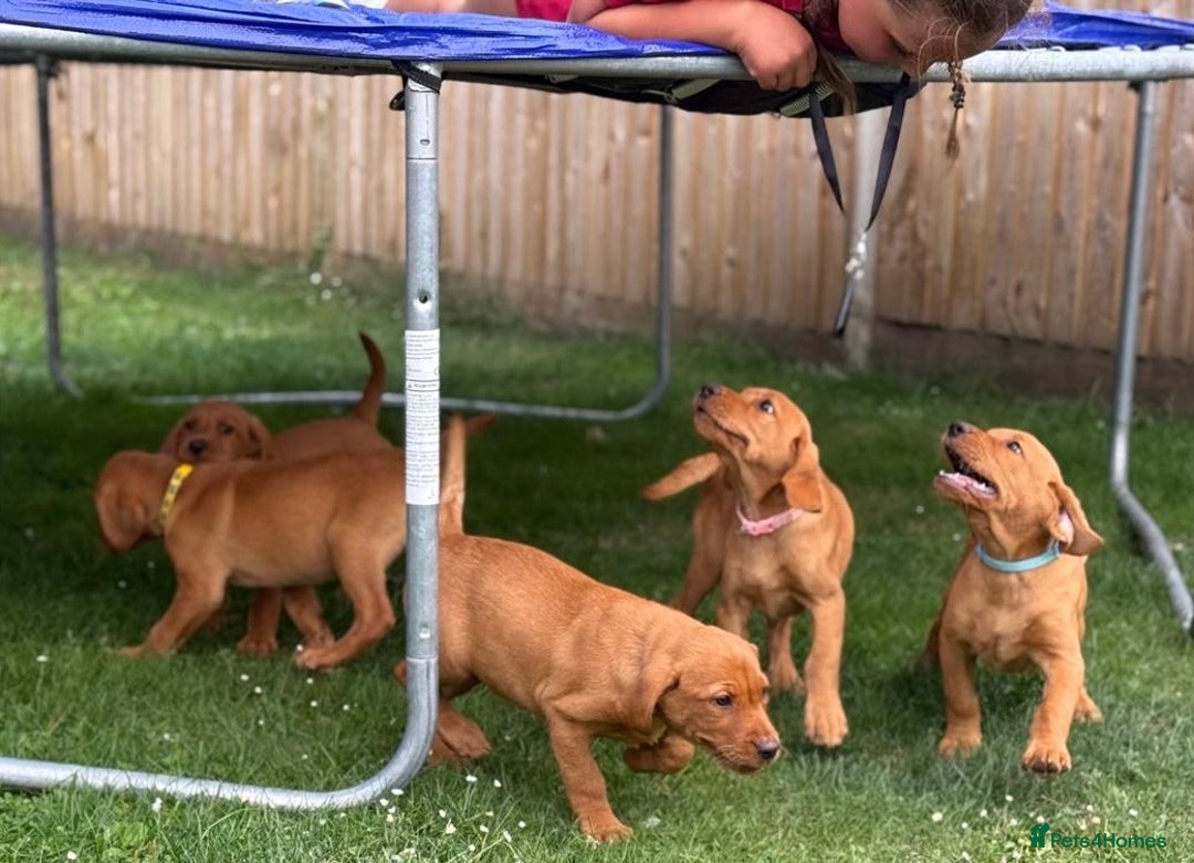 Labrador Retriever dogs for sale: KC REG RED FOX LABRADORS - ONLY 1 MALE LEFT  in Brockenhurst - Image 12