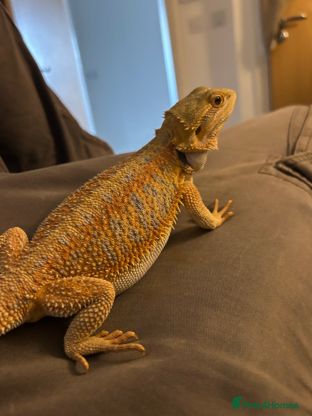 Bearded Dragon reptiles for sale: Bearded dragon for sale - Image 2