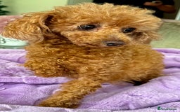 Miniature Poodle dogs for adoption: Eva & Tyson – Left Behind in Silence - Image 7