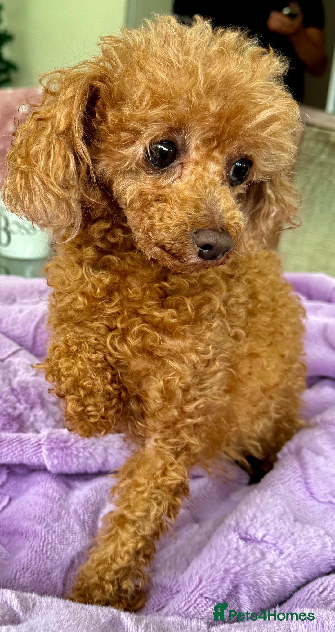 Miniature Poodle dogs for adoption: Eva & Tyson – Left Behind in Silence - Image 7